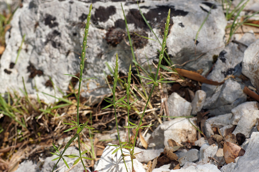 Crucianella latifolia / Crucianella ruvida